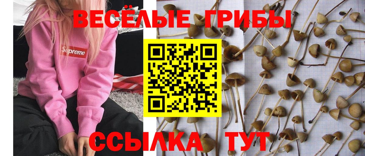 Краснокаменск  Псилоцибиновые грибы Psilocybe  Вход с VPN  Псилоцибиновые грибы Cubensis 